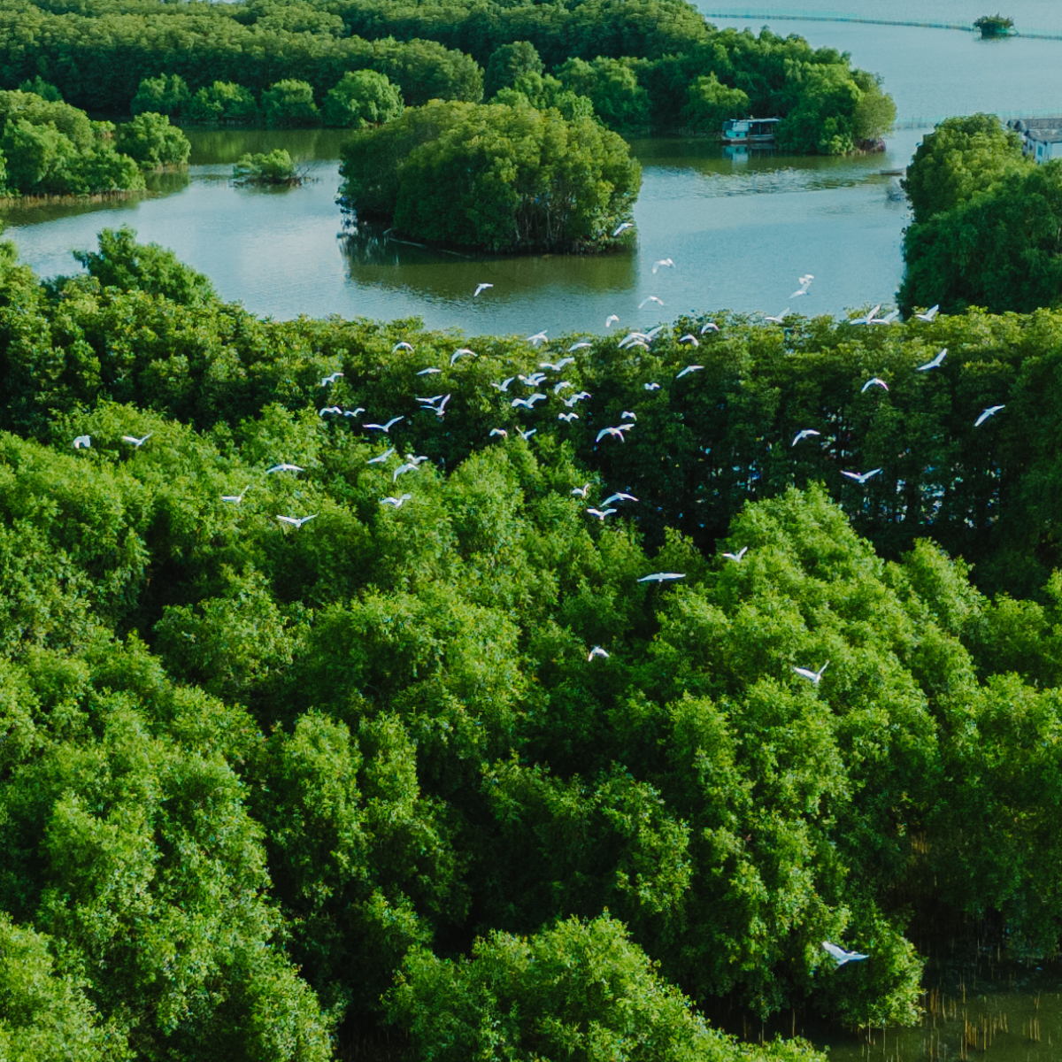 Chưa có tên (1200 x 1200 px) (37)