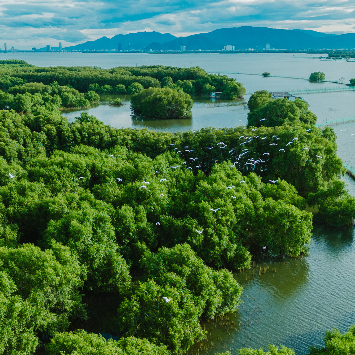 Chưa có tên (1200 x 1200 px) (38)